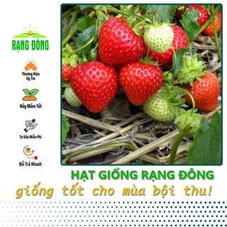 Hạt giống Dâu Tây Đỏ Etna Trái To, Chịu Nhiệt Tốt (gói 10 hạt) - Hạt Giống Rạng Đông