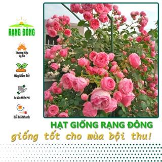 Hạt giống Hoa Hồng Leo Pháp Nhiều Màu (gói 10 hạt) - Hạt Giống Rạng Đông