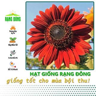 Hạt giống Hoa Hướng Dương Đỏ Thân Cao, Có Thể Trồng Chậu hoặc Cắt Cành (gói 10 hạt) - Hạt giống Rạng Đông