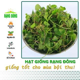 Hạt giống Rau Má Lá Nhỏ Trồng Quanh Năm, Thu Hoạch Nhiều Lần (gói 1 gram) - Hạt giống Rạng Đông