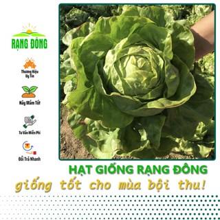 Hạt Giống Rau Xà Lách Búp (Xà Lách Đăm) Dễ Trồng, Kháng Bệnh Tốt (gói 5 gr) - Hạt giống Rạng Đông