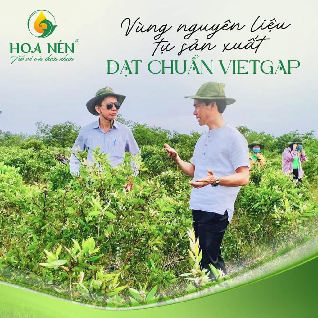 Tinh dầu tràm huế nguyên chất có thể được sử dụng để tránh côn trùng không? Nếu có thì làm thế nào để sử dụng?