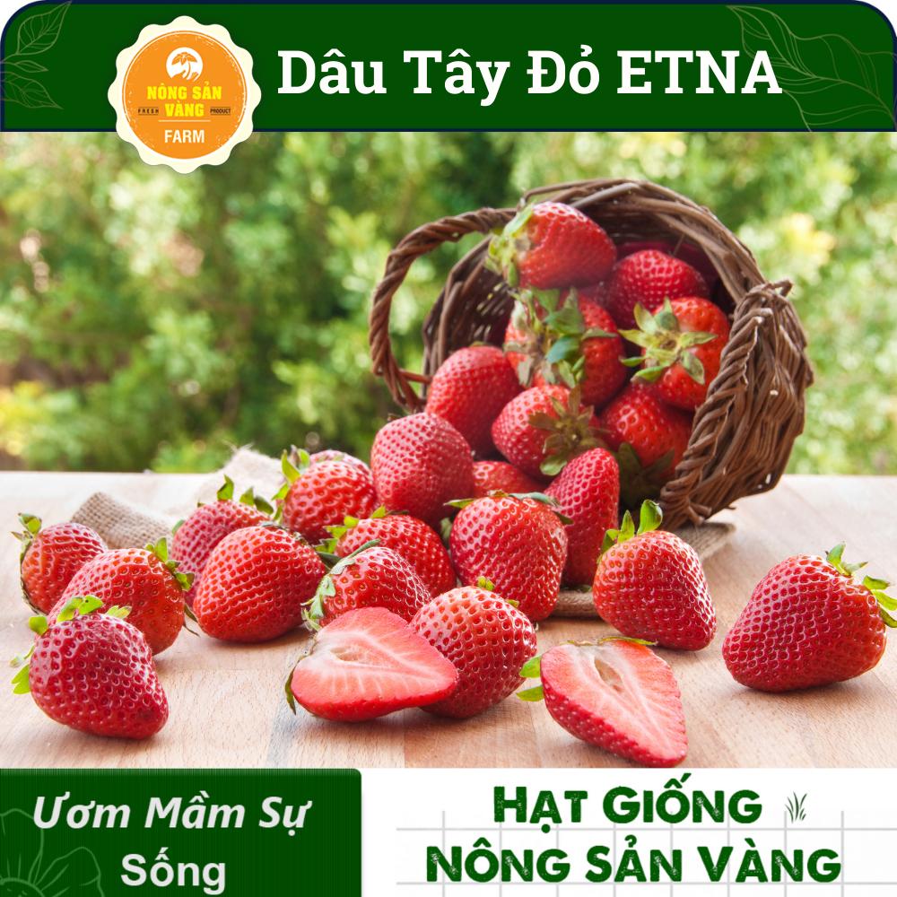 Hạt giống dâu tây có đặc điểm gì?