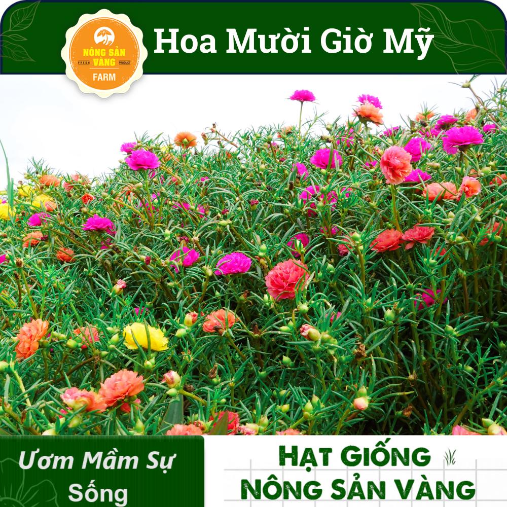 Làm thế nào để trồng và chăm sóc hoa mười giờ Mỹ từ hạt giống?